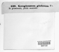 Geoglossum glabrum image